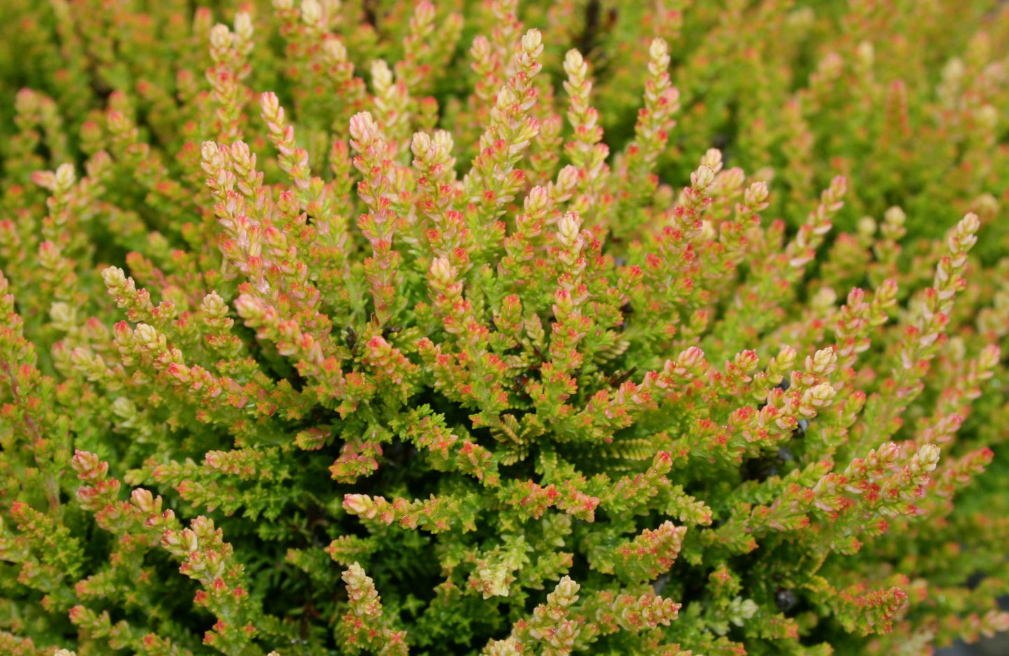 Winter Chocolate Heather