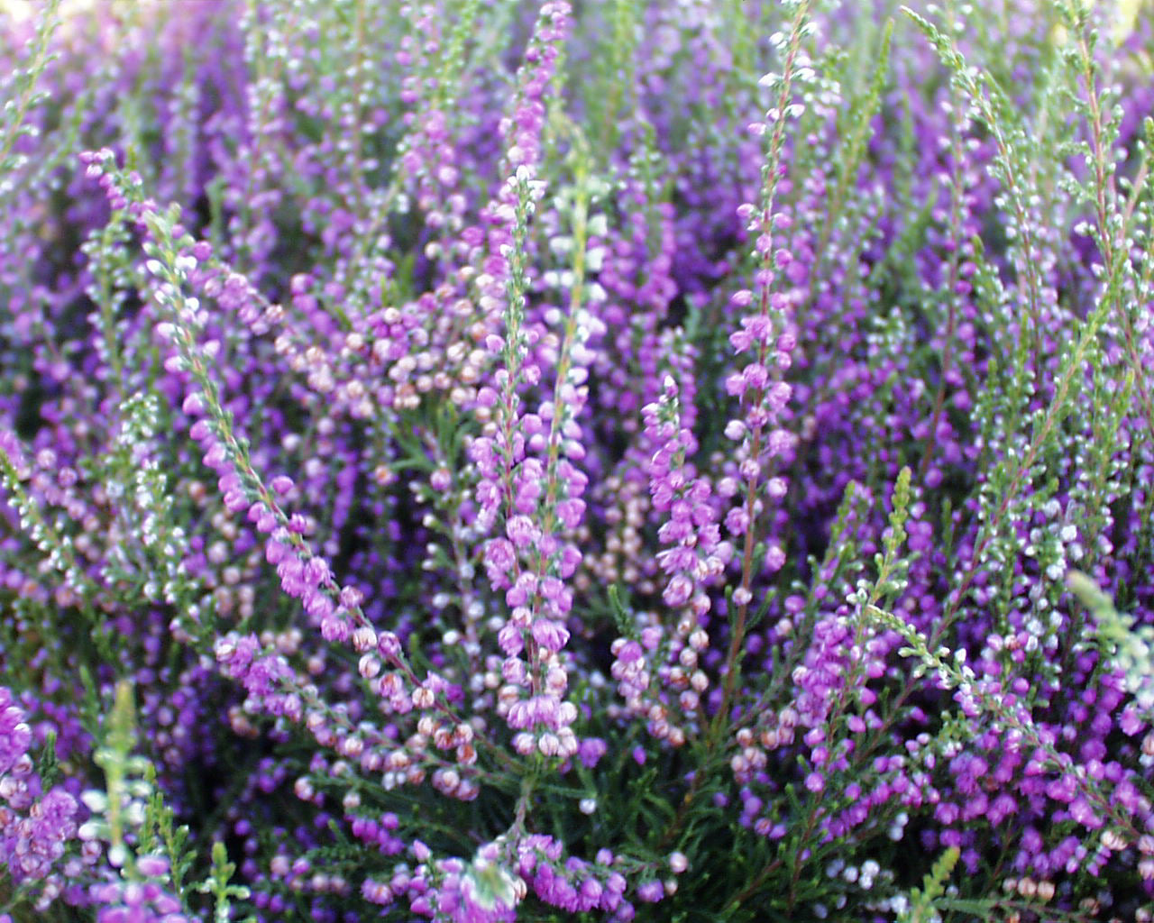 Tib Summer Heather