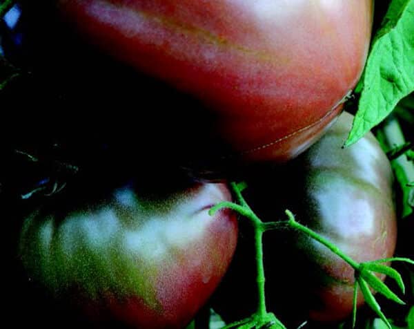 Carbon Tomato Seeds