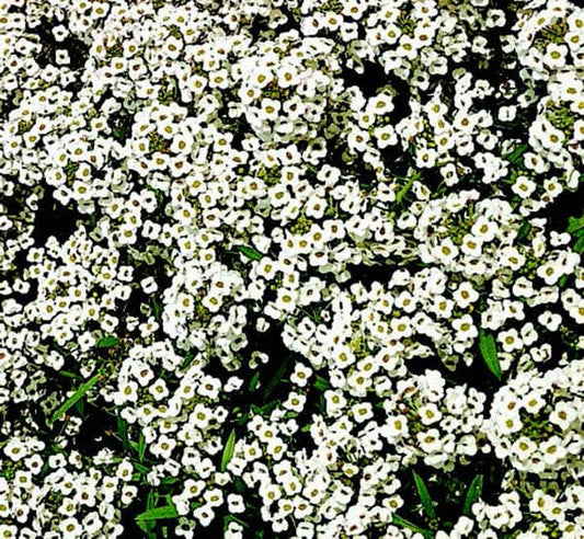 Carpet of Snow Alyssum Seeds