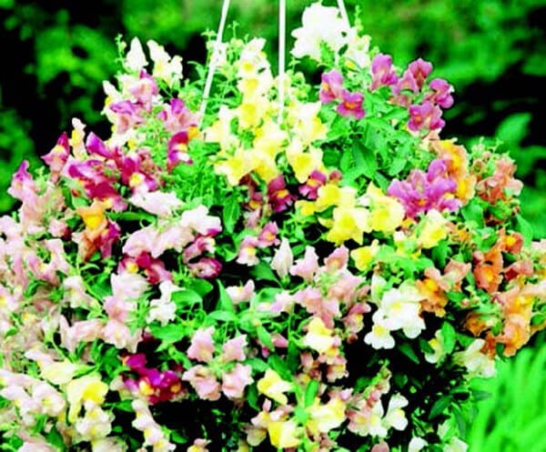 Cascading Lantern Hybrid Mix Snapdragon Seeds