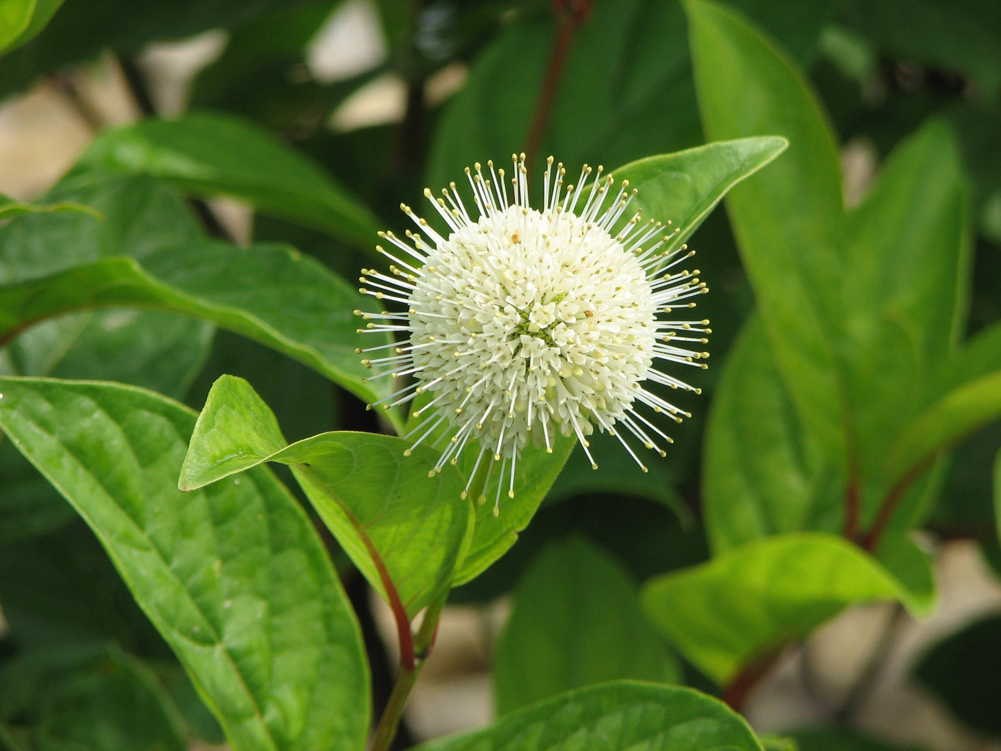 Fiber Optics® Buttonbush