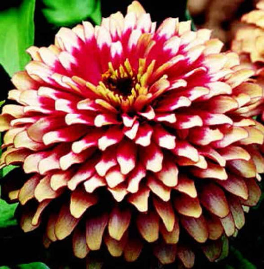 Swizzle Series Cherry & Ivory Zinnia Seeds