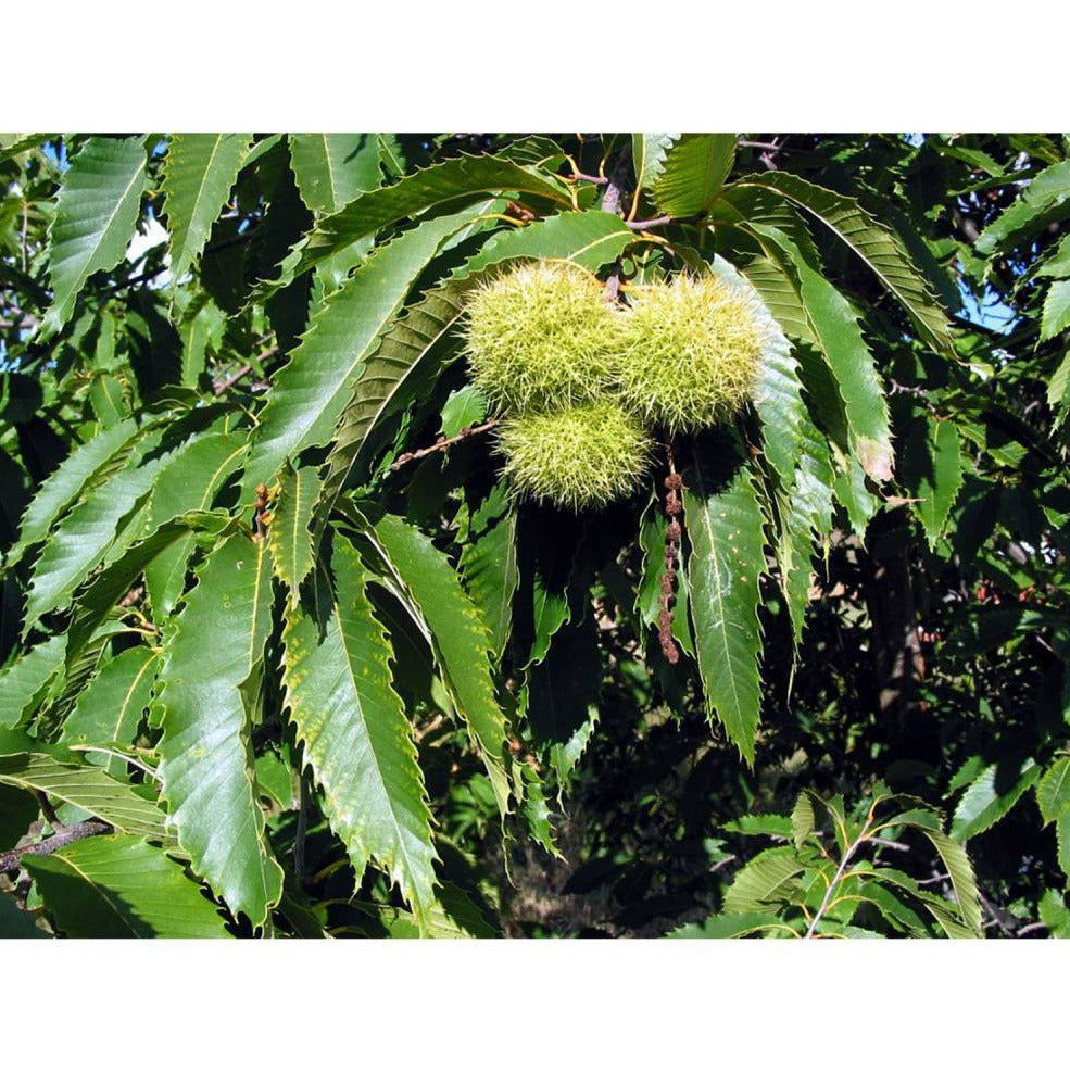 Hybrid American Chestnut Tree