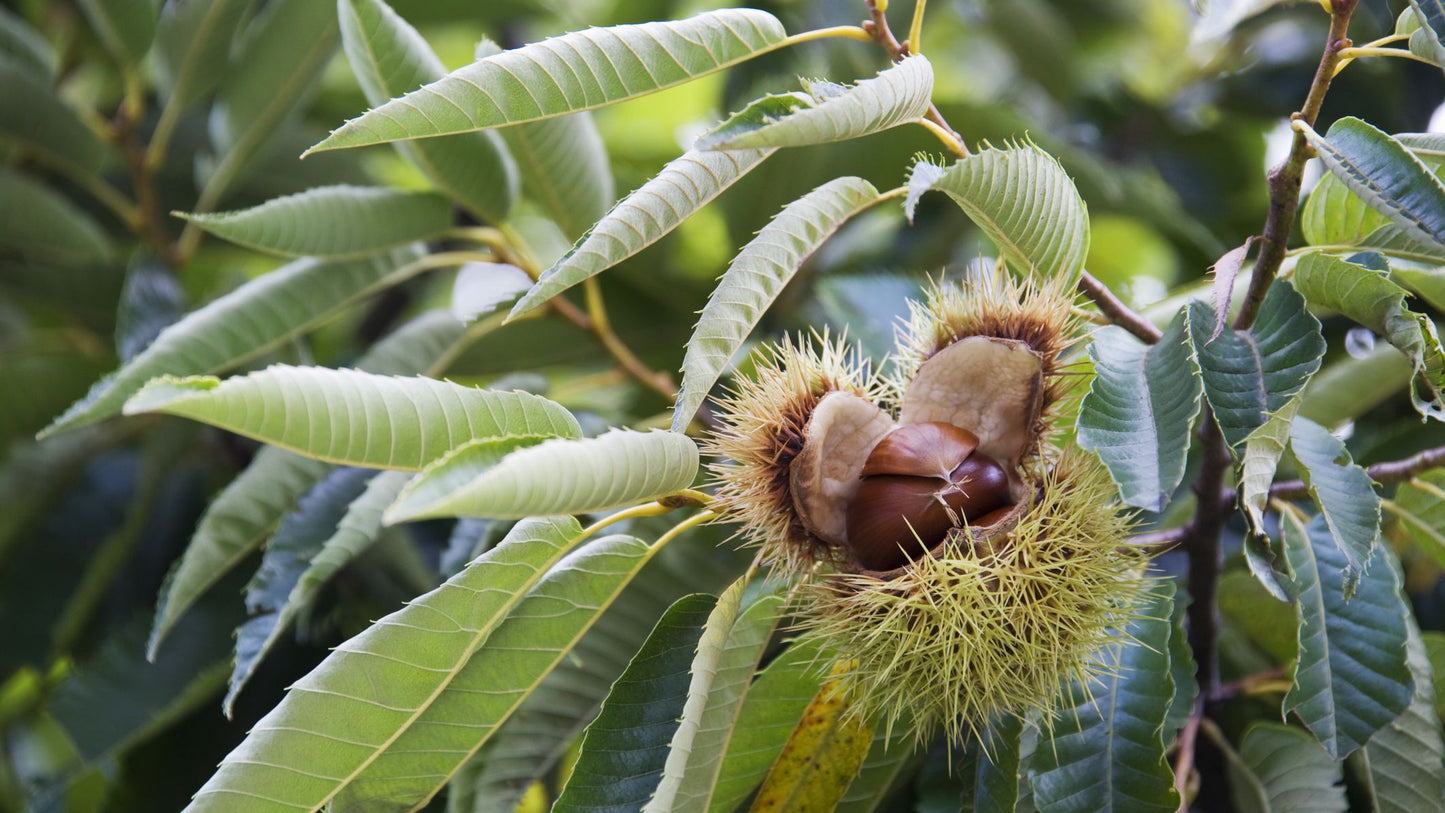 Hybrid American Chestnut Tree