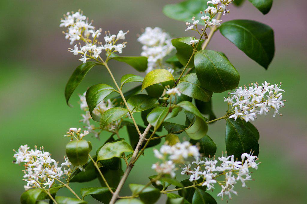 Flowering Ligustrum Bonsai Tree - Curved Trunk Style