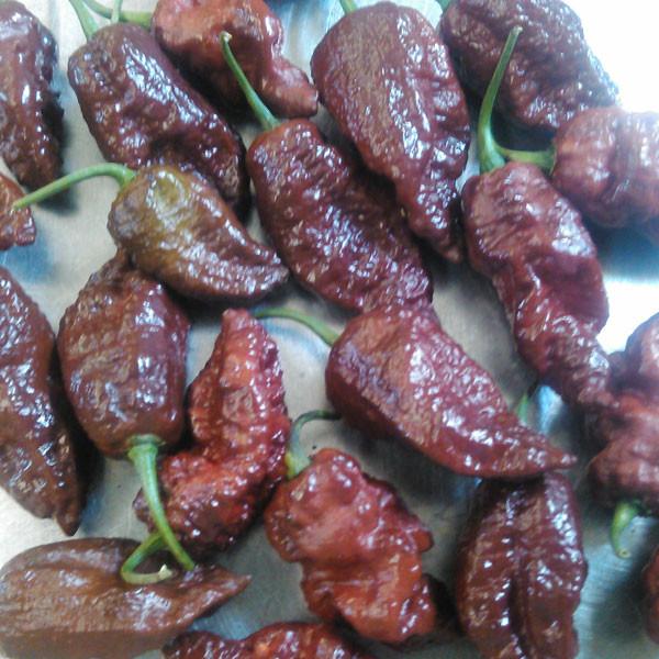 Chocolate Ghost Pepper Seeds