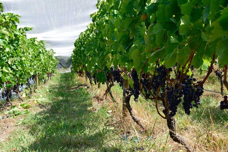 Grape Vine 'Concord'