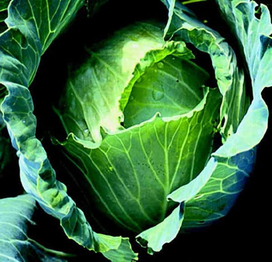 Copenhagen Market Cabbage Seeds