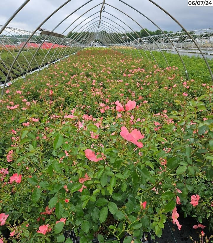 Coral Flower Carpet Rose