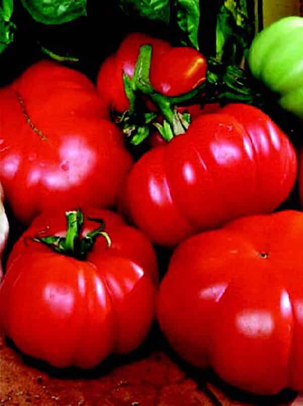 Costoluto Genovese Tomato Seeds