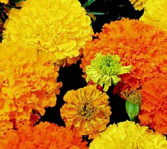 Crackerjack Mix Marigold Seeds