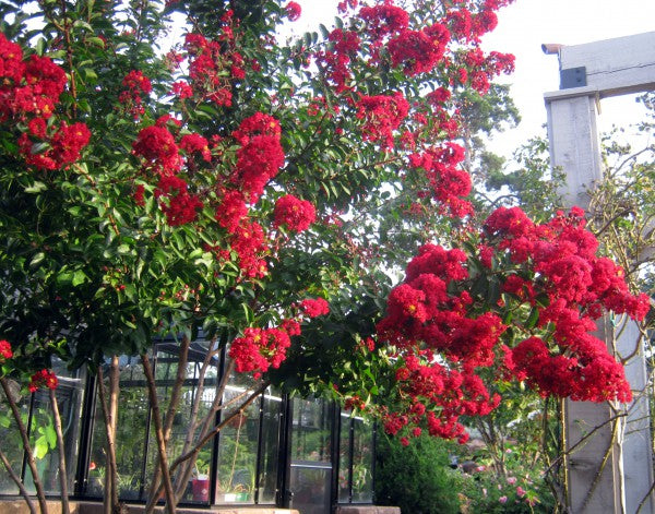 Crape Myrtle 'Scarlet'