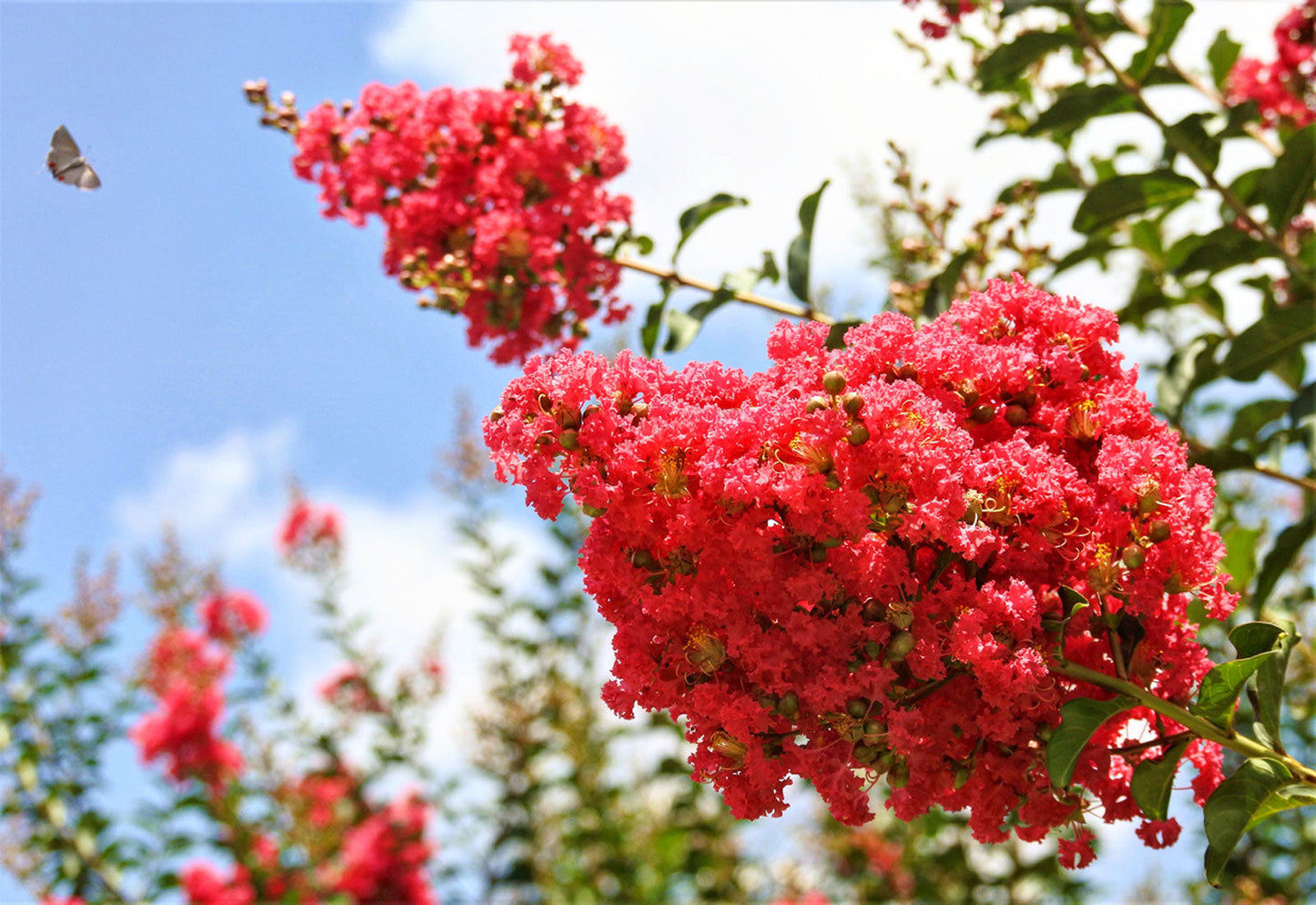 Crape Myrtle 'Scarlet'