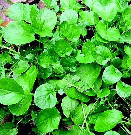 Upland Cress Seeds