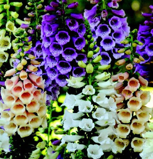 Dalmation Hybrid Mix Foxglove Seeds