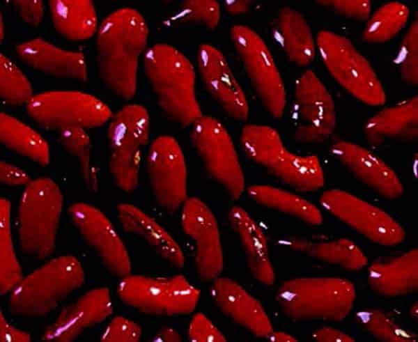 Dark Red Kidney