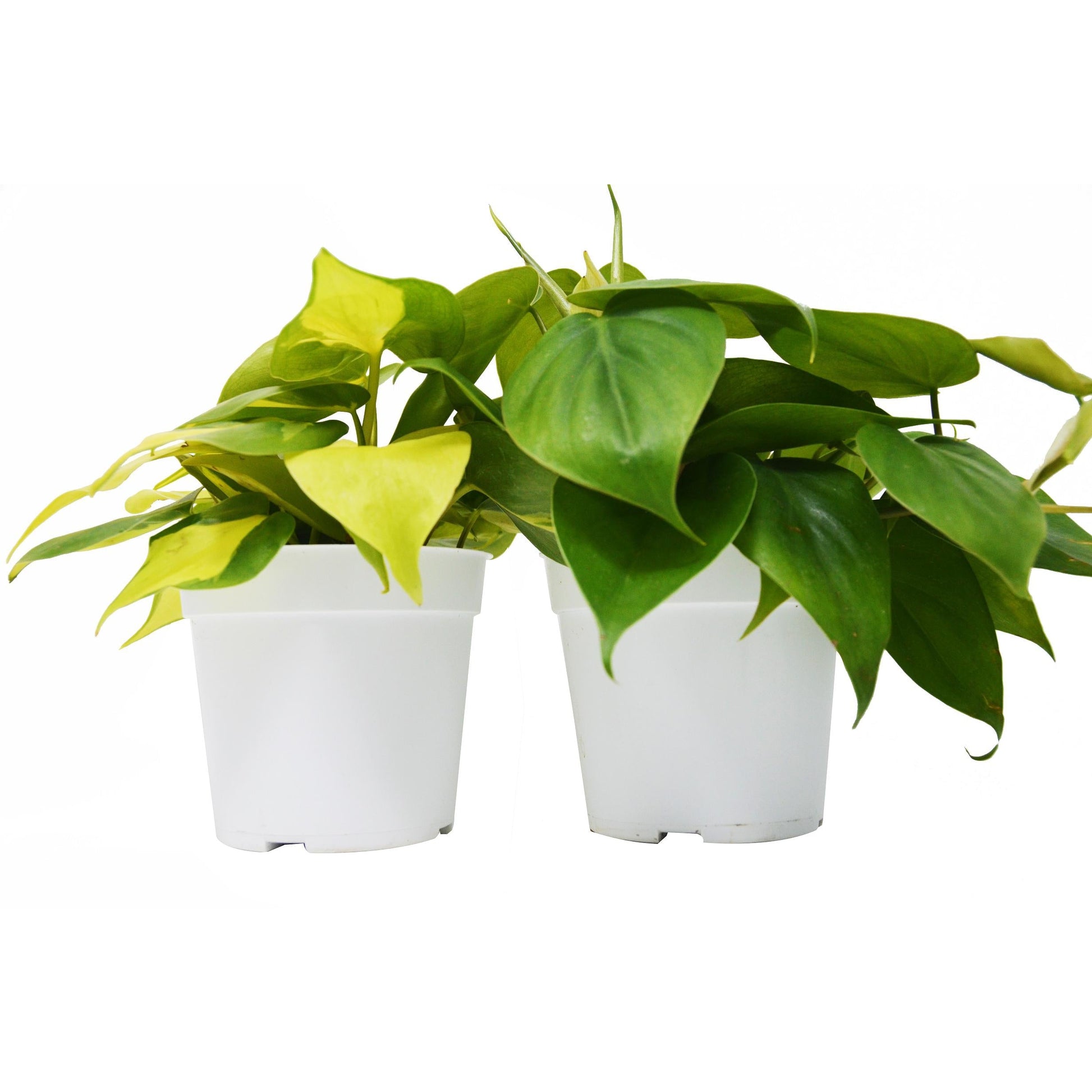 2 Philodendron Variety Pack - 4" Pot House Plant Shop