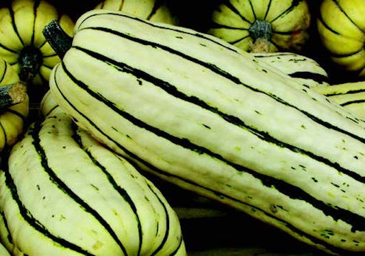 Delicata or Sweet Potato Winter Squash Seeds