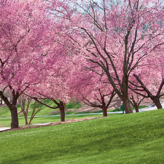 Ornamental cherry tree 'Kwanzan Cherry Tree'