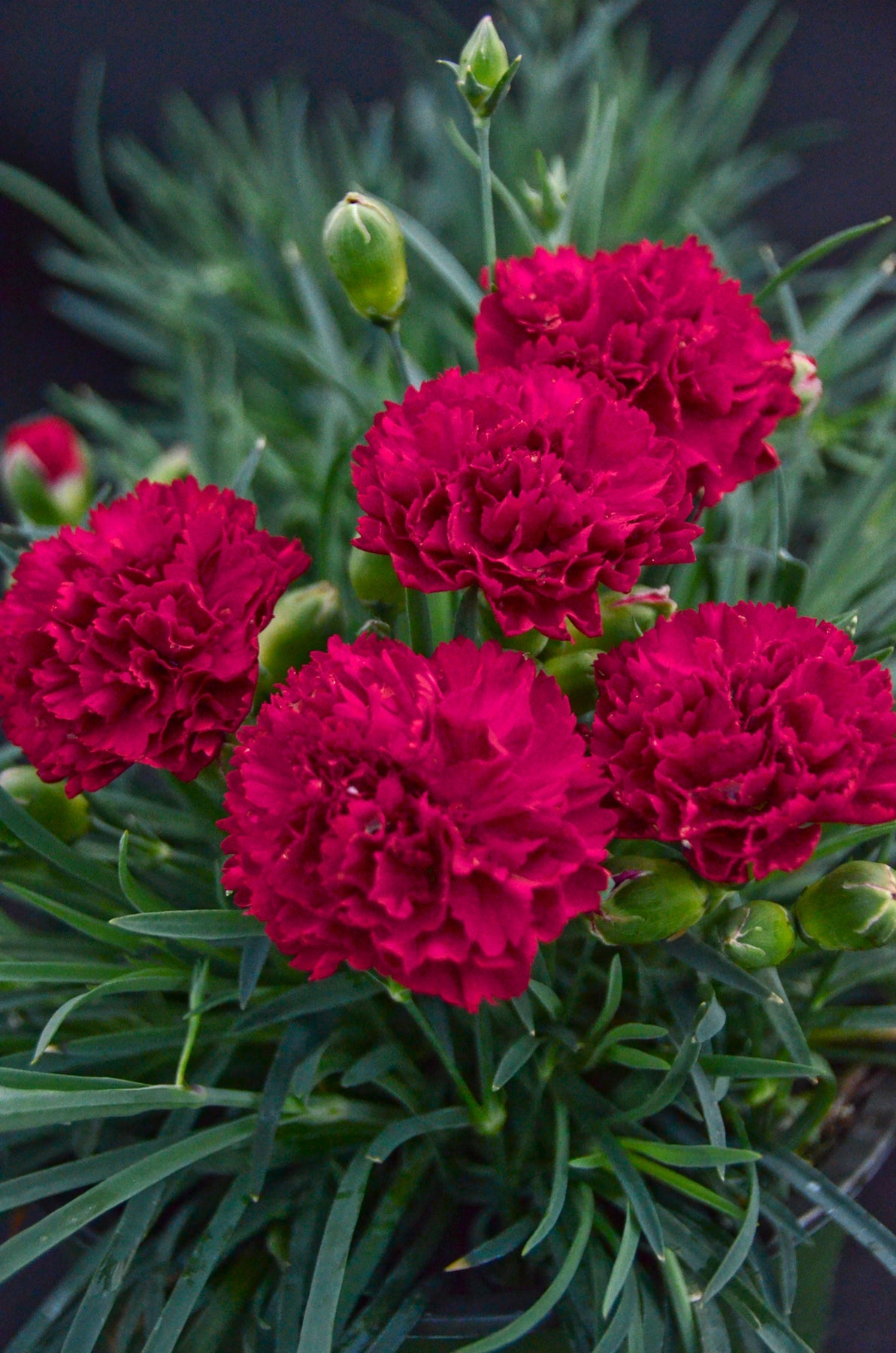 Cranberry Cocktail Pinks