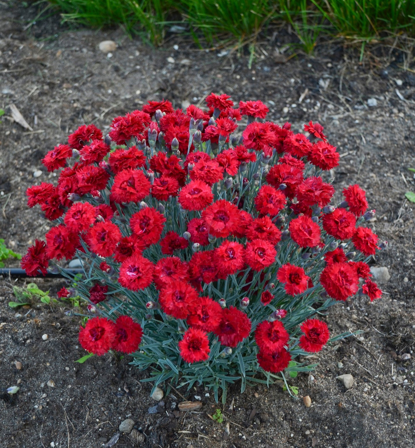 Maraschino Pinks