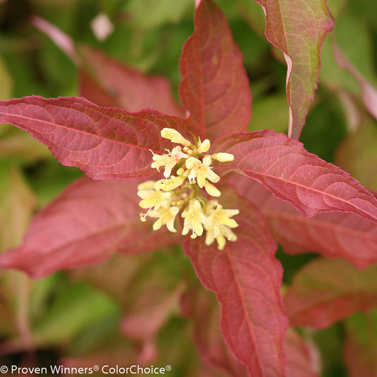 Kodiak® Orange Bush Honeysuckle