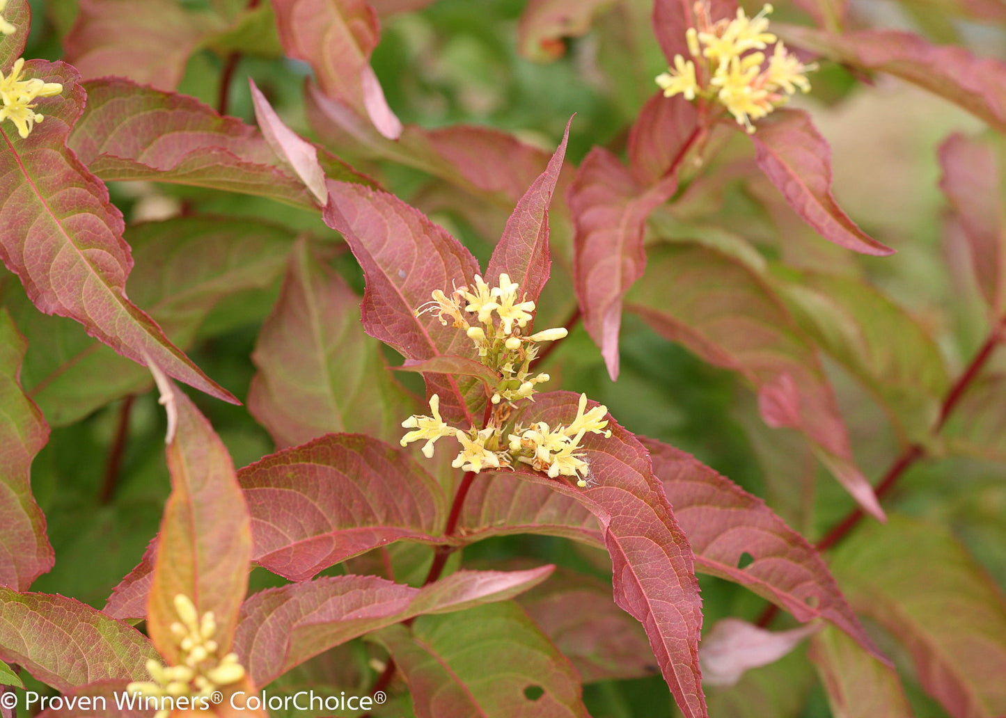 Kodiak® Orange Bush Honeysuckle