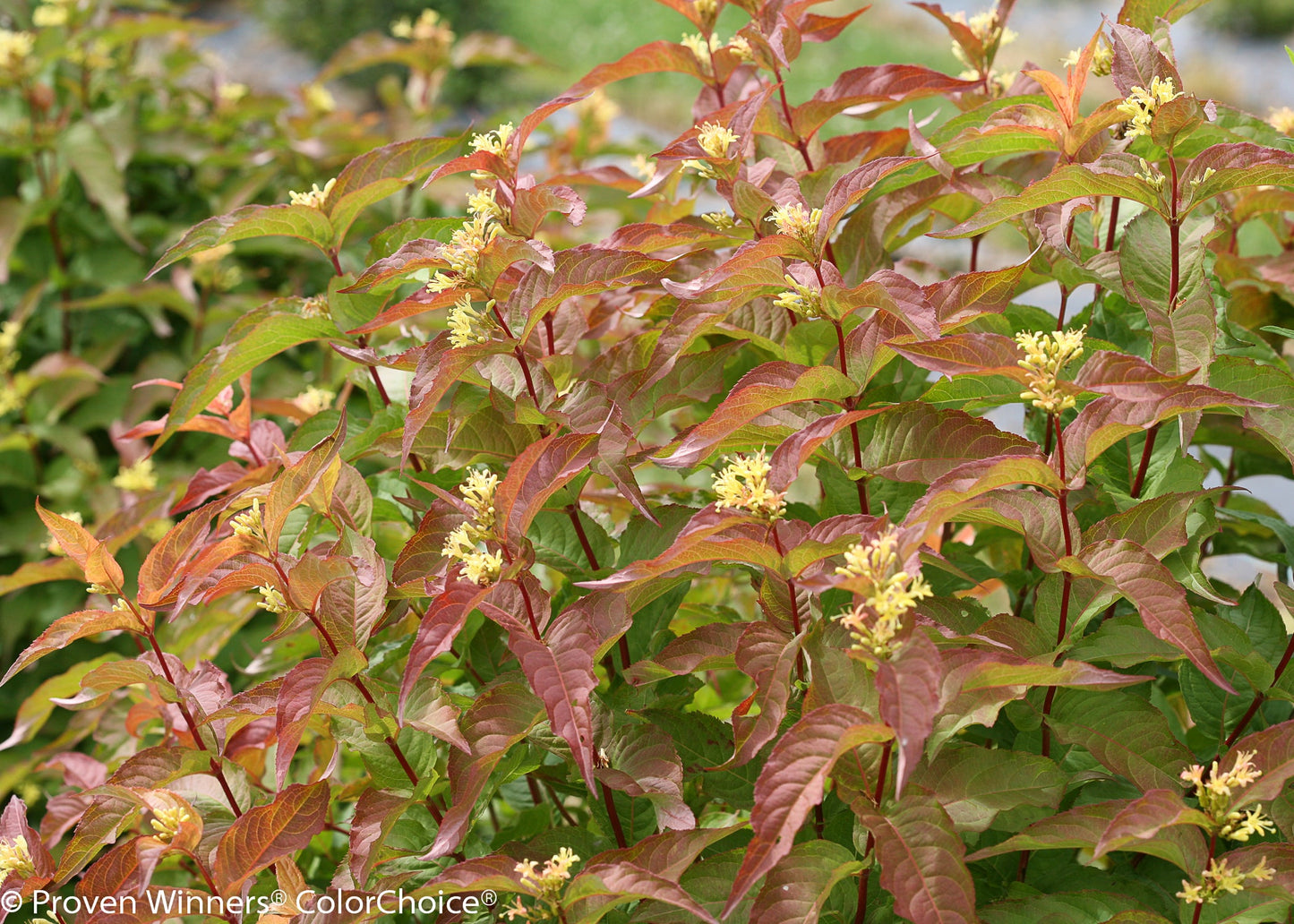 Kodiak® Orange Bush Honeysuckle