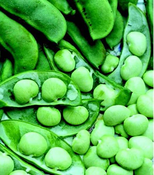 Dixie White Butterpea Bean