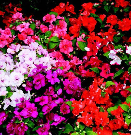 Double Athena Hybrid Mix Impatiens Seeds