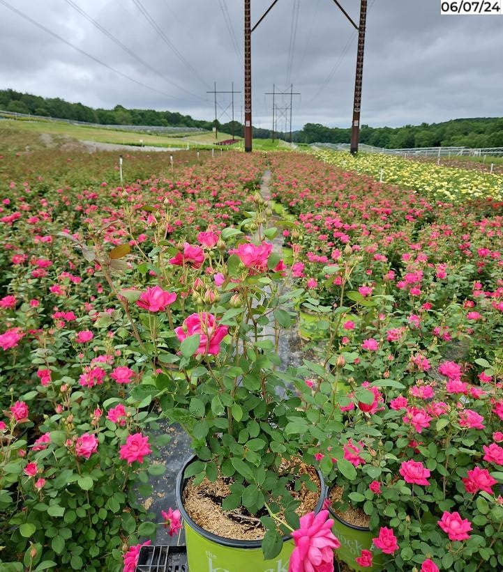 Double Pink Knock Out® Rose