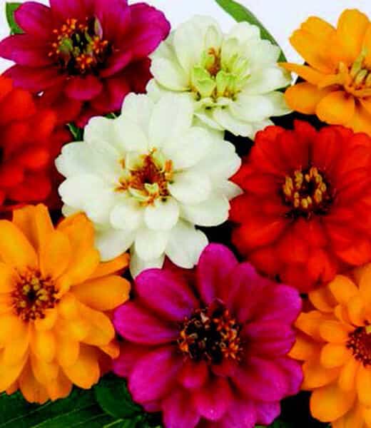 Profusion Double Hybrid Formula Mix Zinnia Seeds