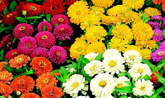 Dreamland Hybrid Mix Zinnia Seeds