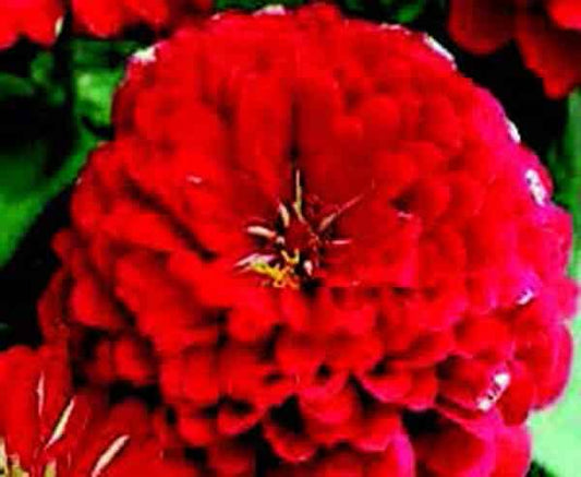 Dreamland Hybrid Red Zinnia Seeds