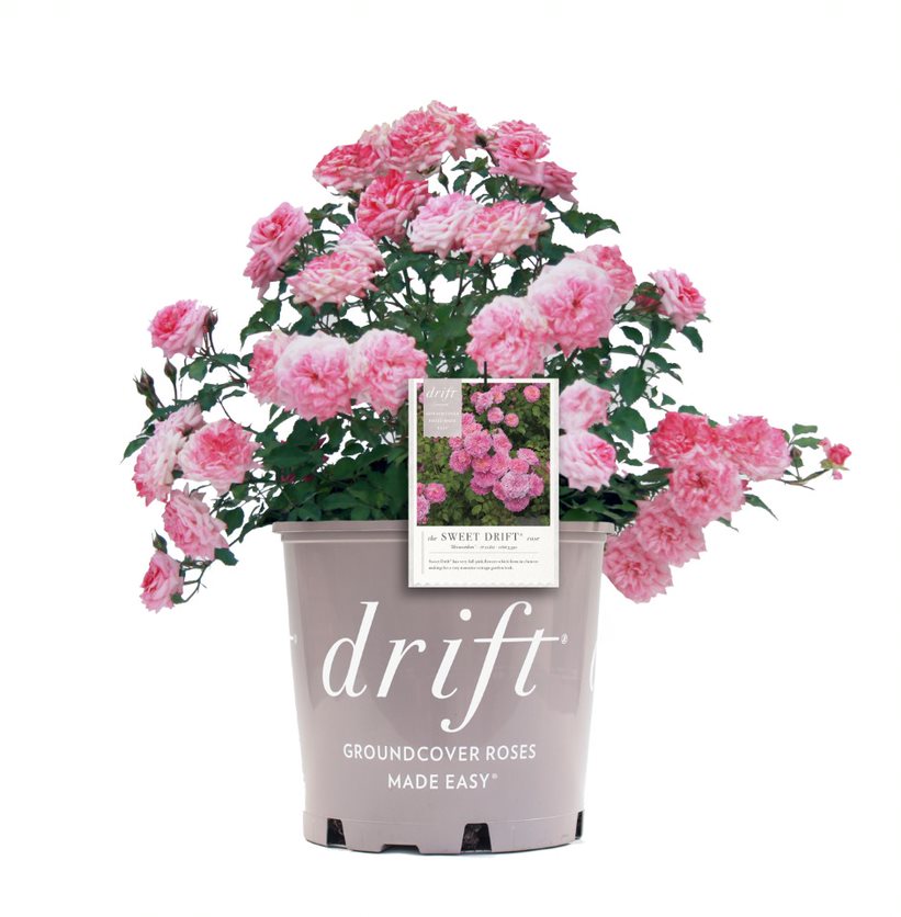 Sweet Drift® Rose