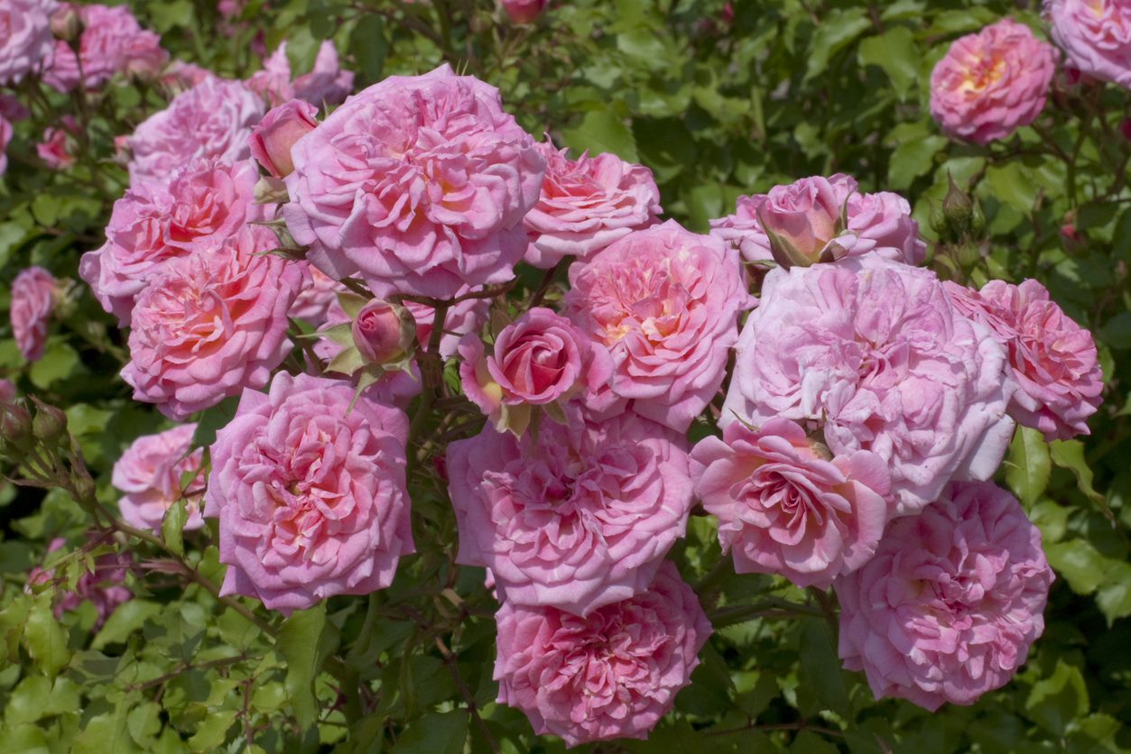 Sweet Drift® Rose