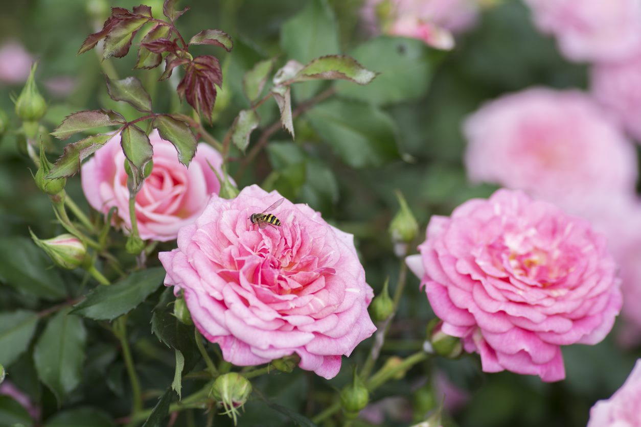 Sweet Drift® Rose