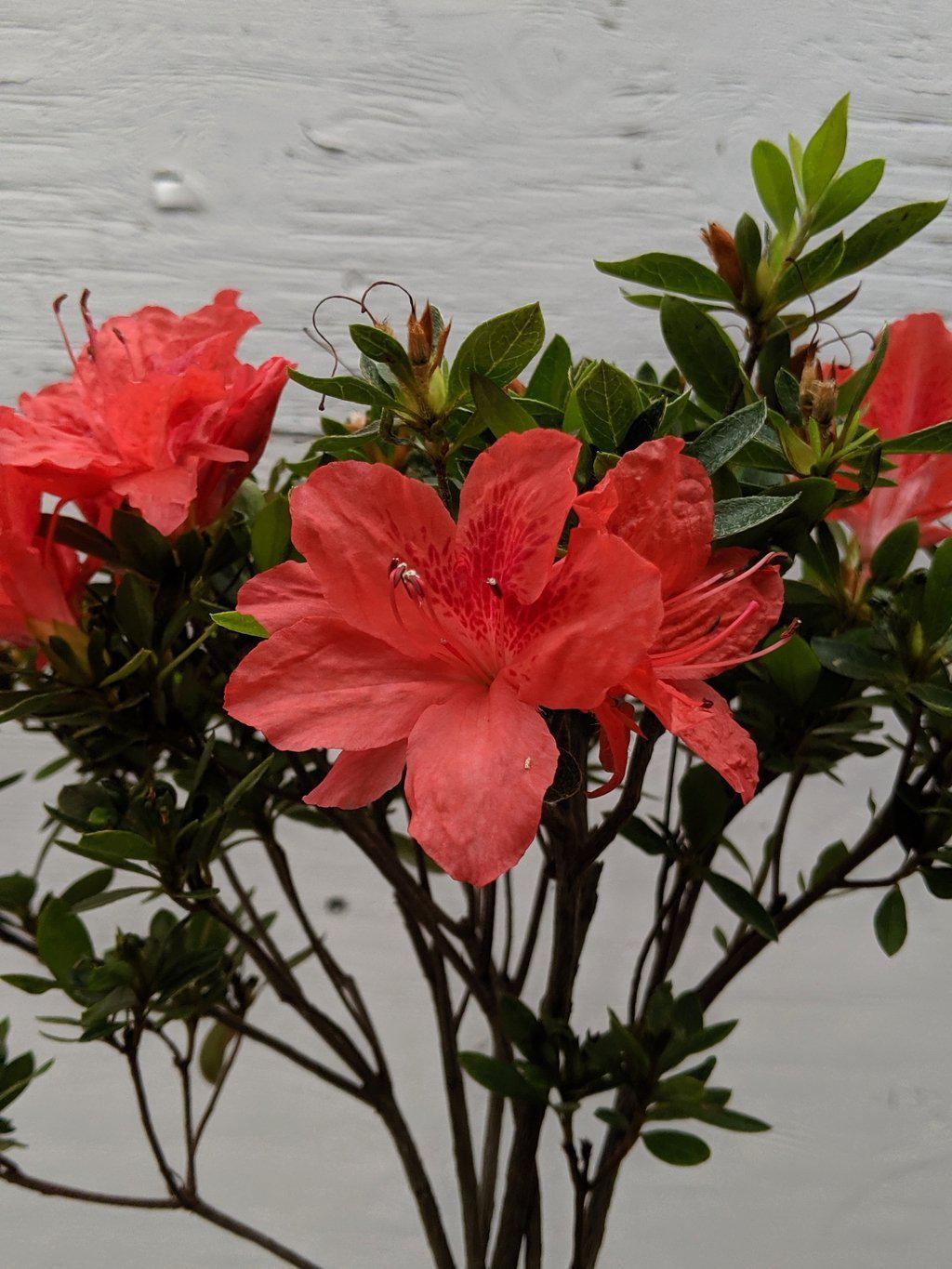 Duc De Rohan Azalea Bonsai Tree