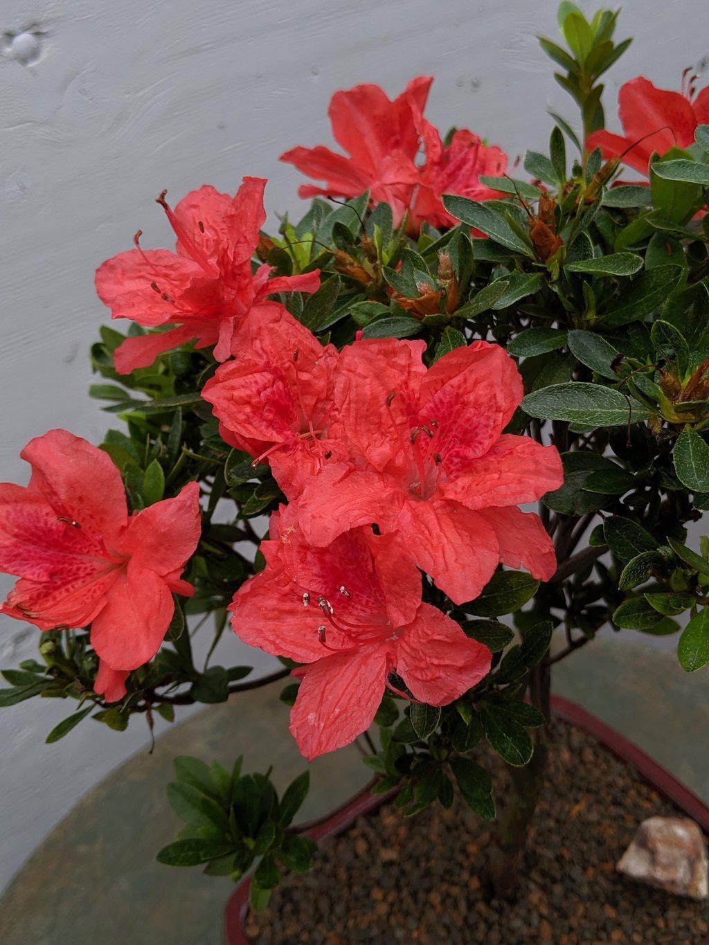 Duc De Rohan Azalea Bonsai Tree