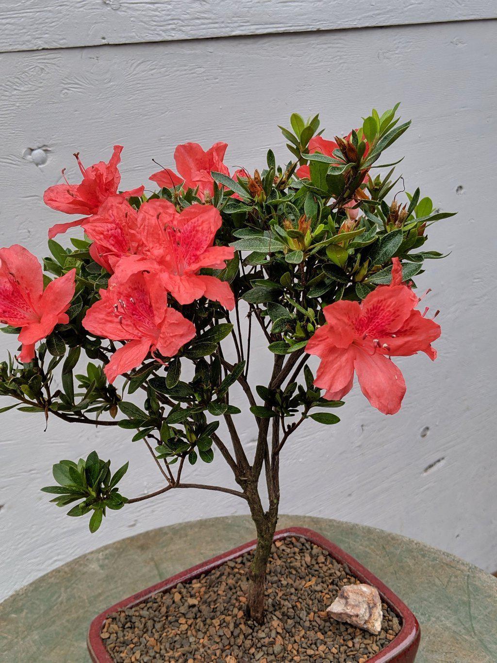 Duc De Rohan Azalea Bonsai Tree