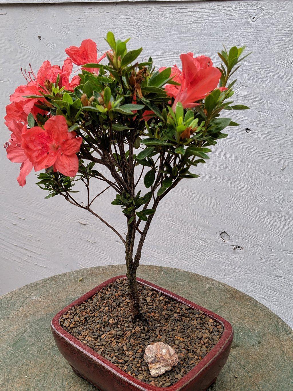 Duc De Rohan Azalea Bonsai Tree