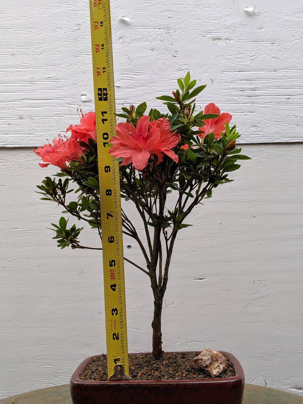 Duc De Rohan Azalea Bonsai Tree