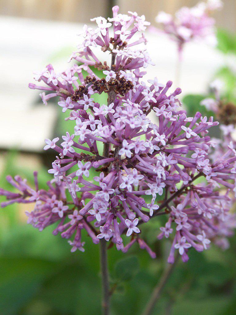 Dwarf Korean Lilac Bonsai Tree