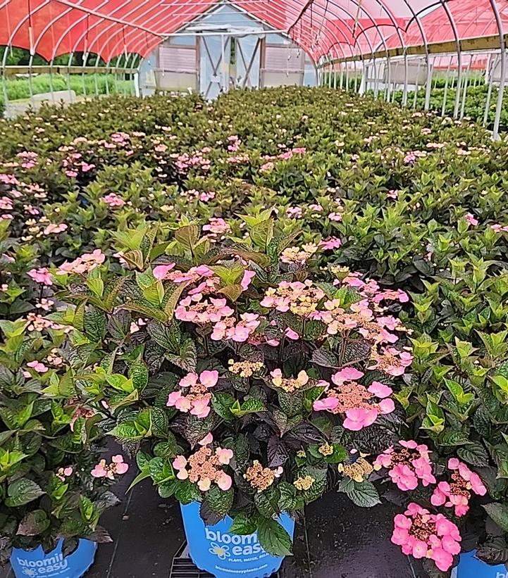 Pink Dynamo™ Mountain Hydrangea