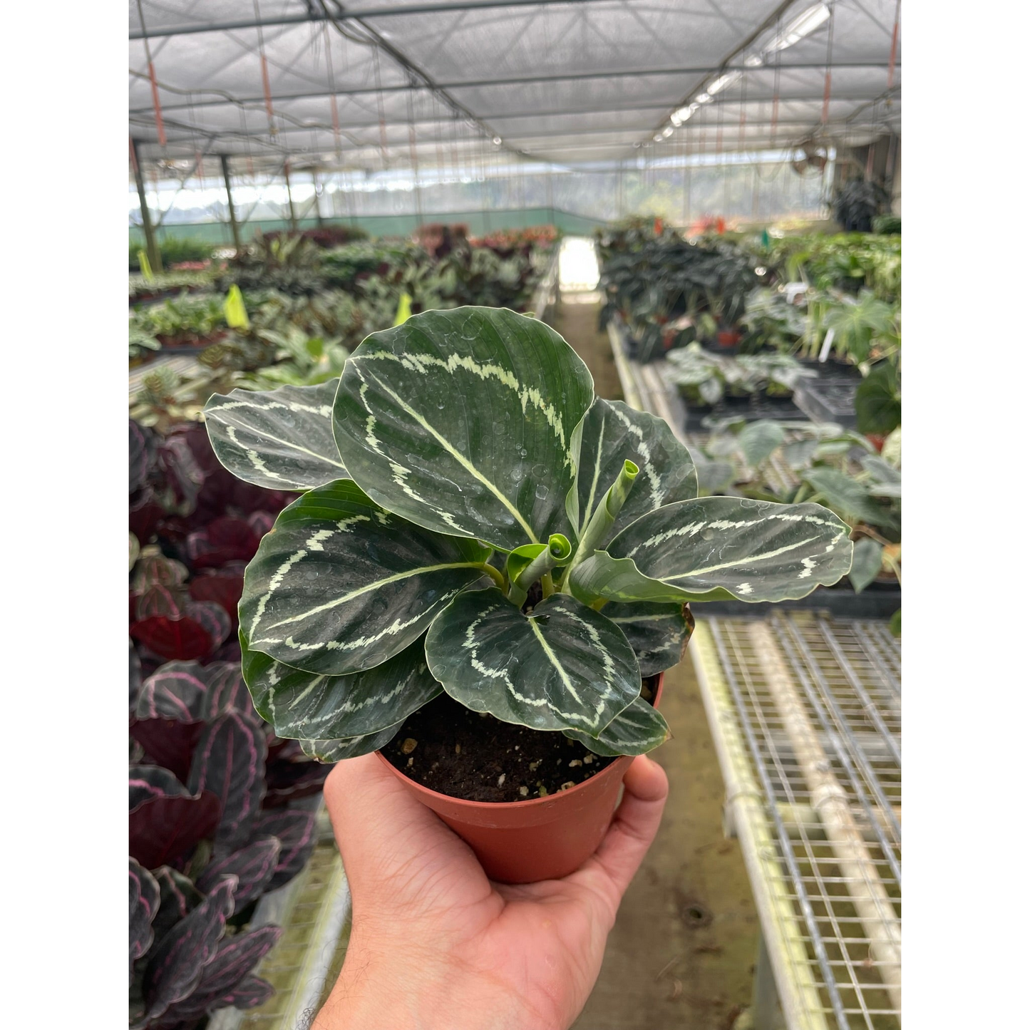 Calathea 'Green Goddess'