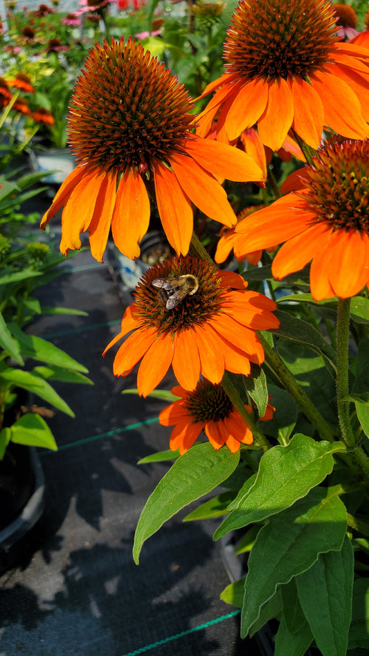 Soft Orange Coneflower