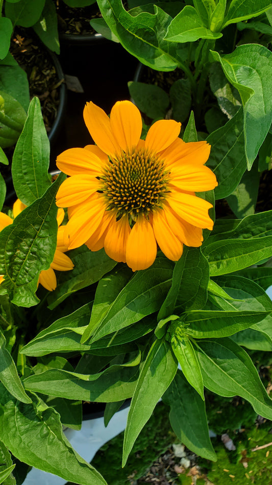 Artisan™ Yellow Ombre Coneflower