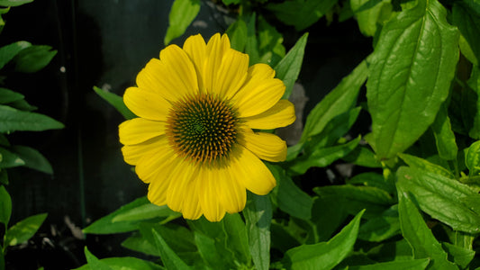 Canary Coneflower