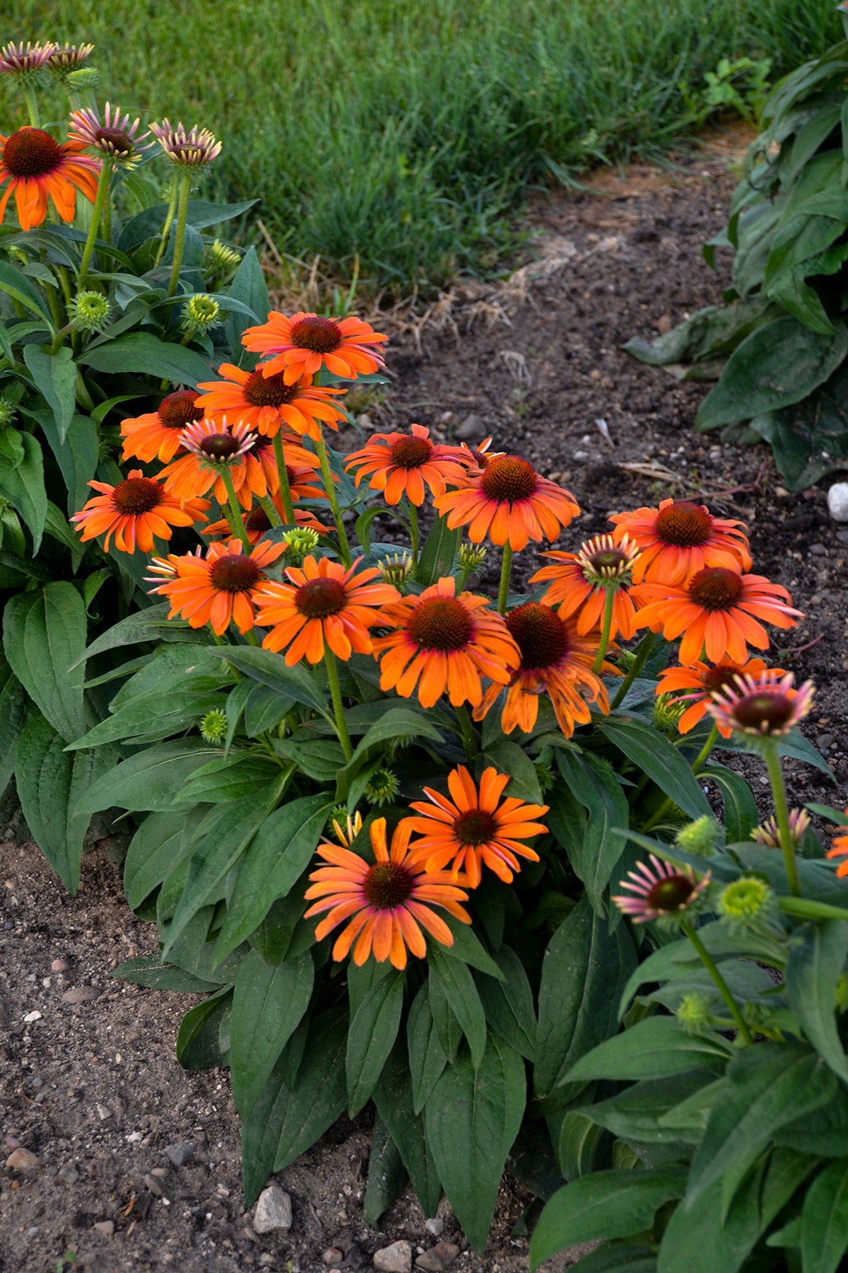 Orange You Awesome Coneflower